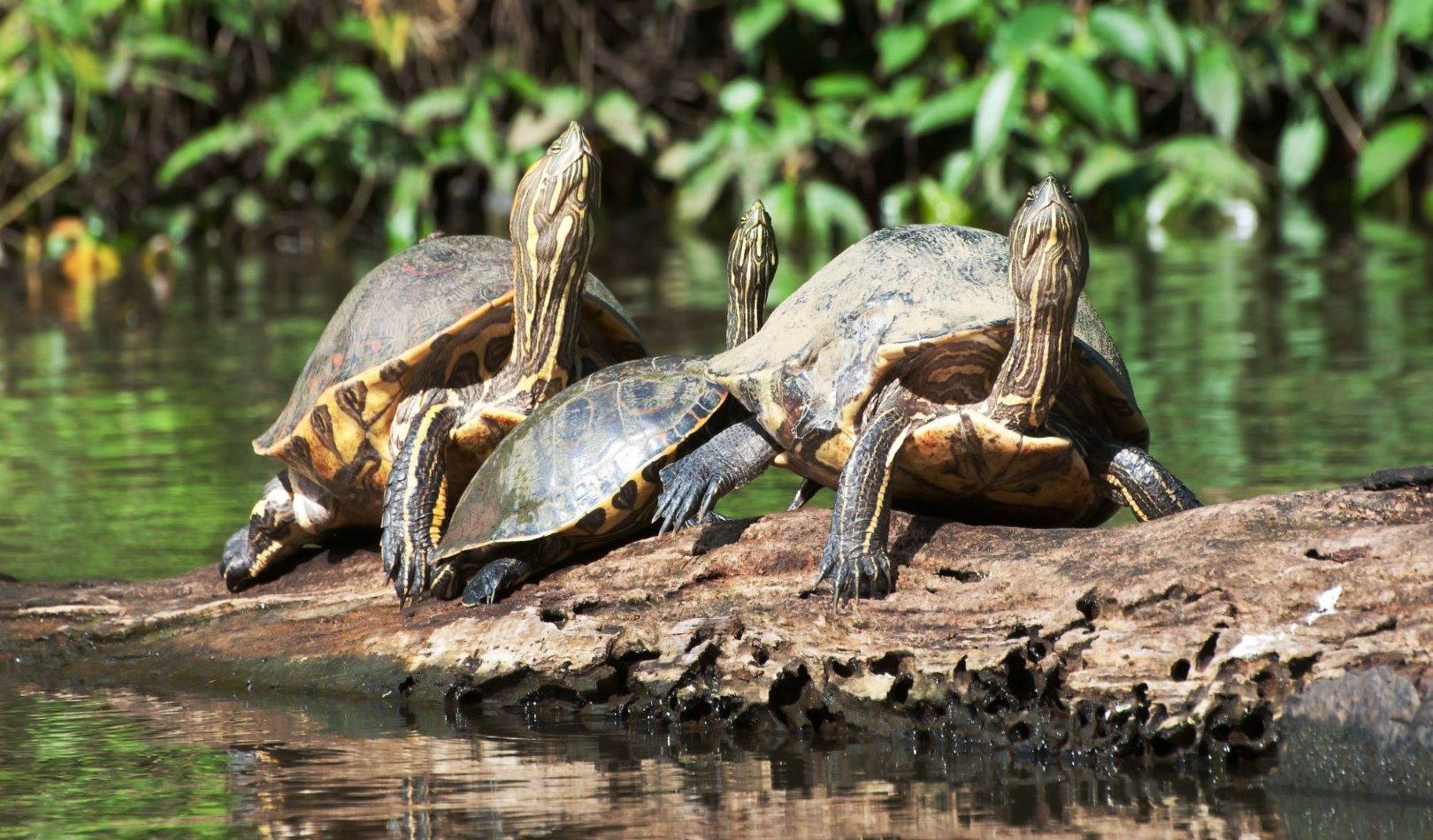 Costa_Rica_Tortuguero_Schildkröten