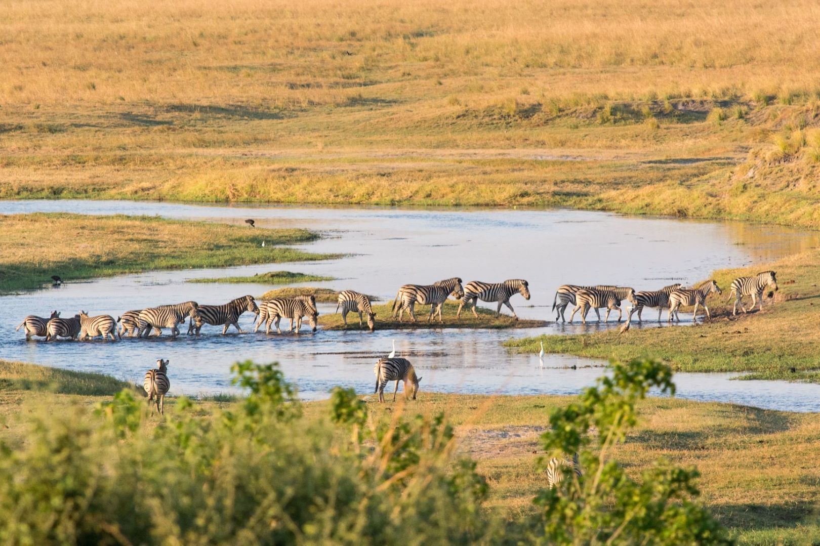 Namibia_Zebras