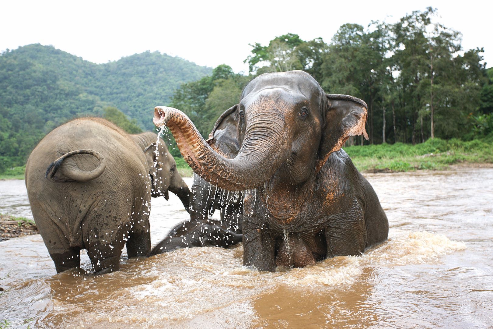 Thailand_Chiang_Mai_Elephant_Nature_Park