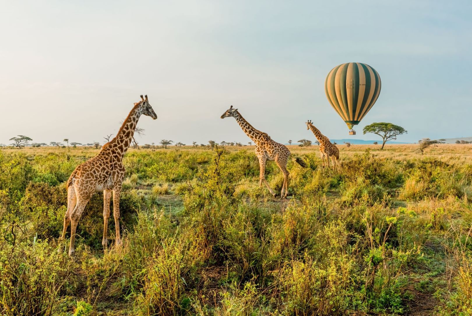 Tansania_Giraffen_Serengeti