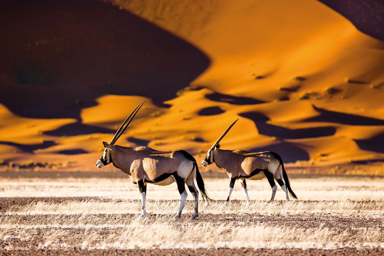 Namibia_2_Sossusvlei_Oryx