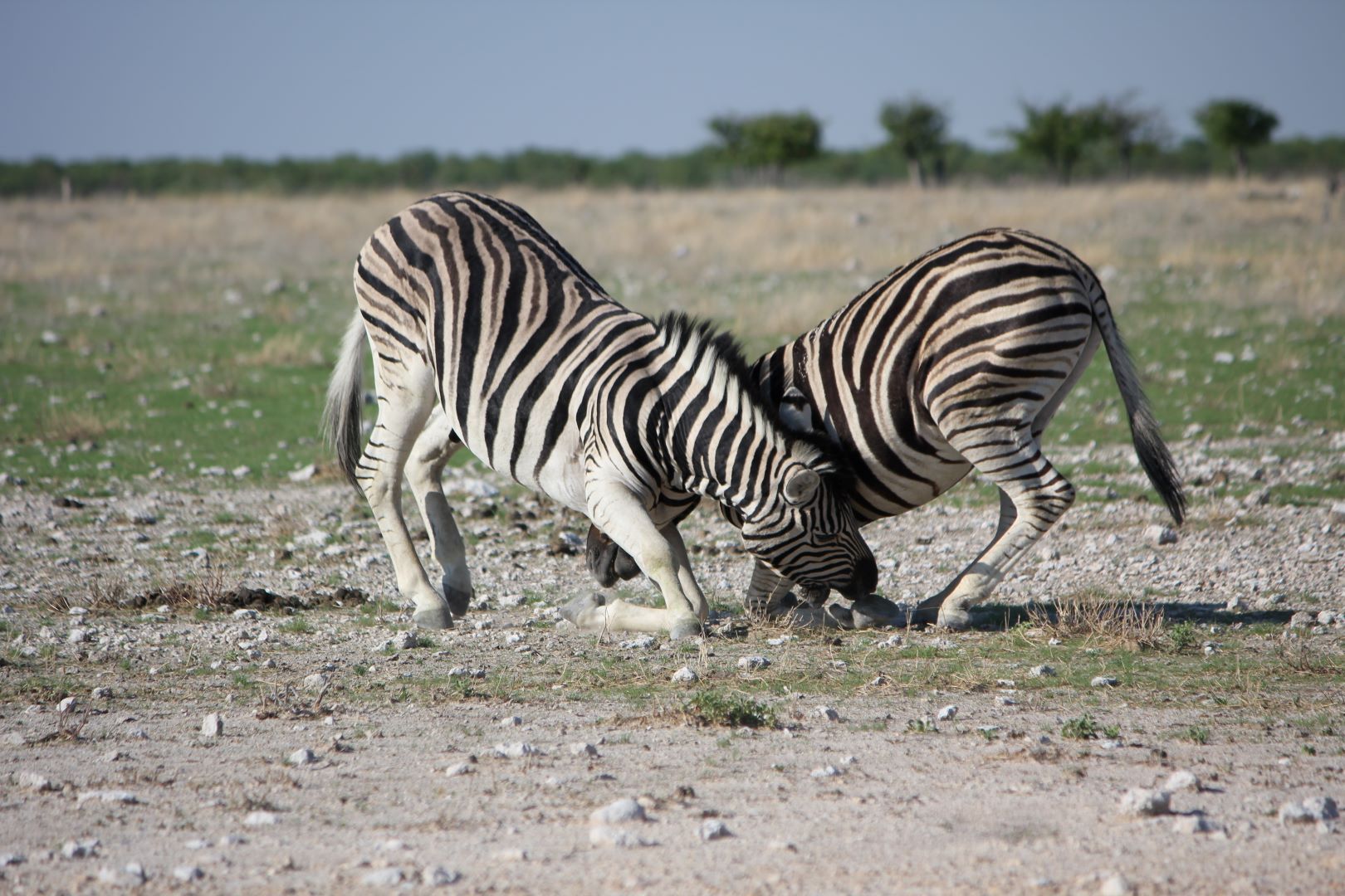 Namibia_2_Etosha_Zebras