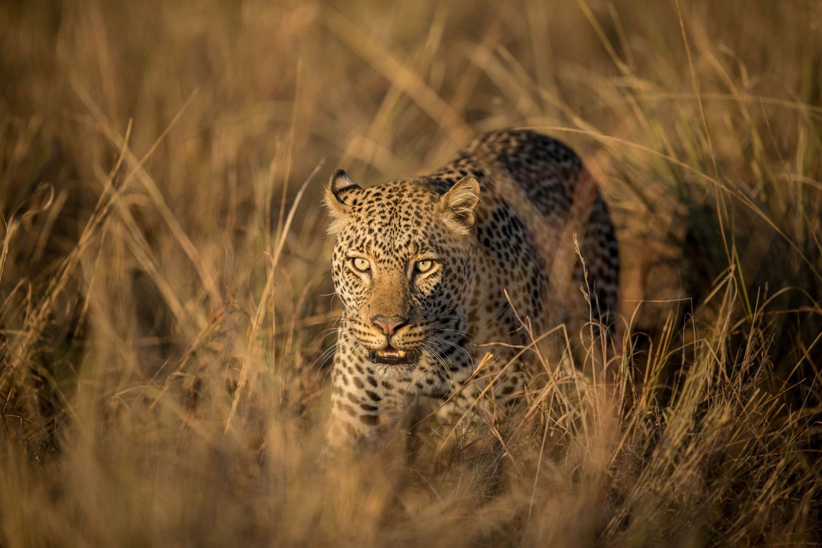 Kenia_Leopard