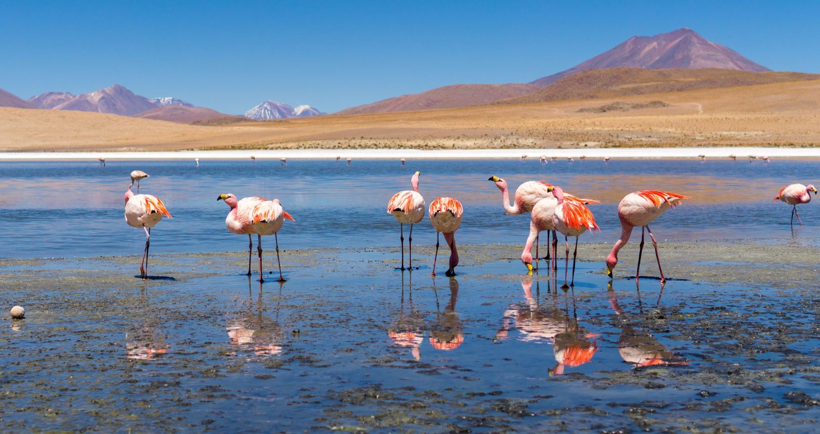 Chile_Atacama_Wüste_Flamingos