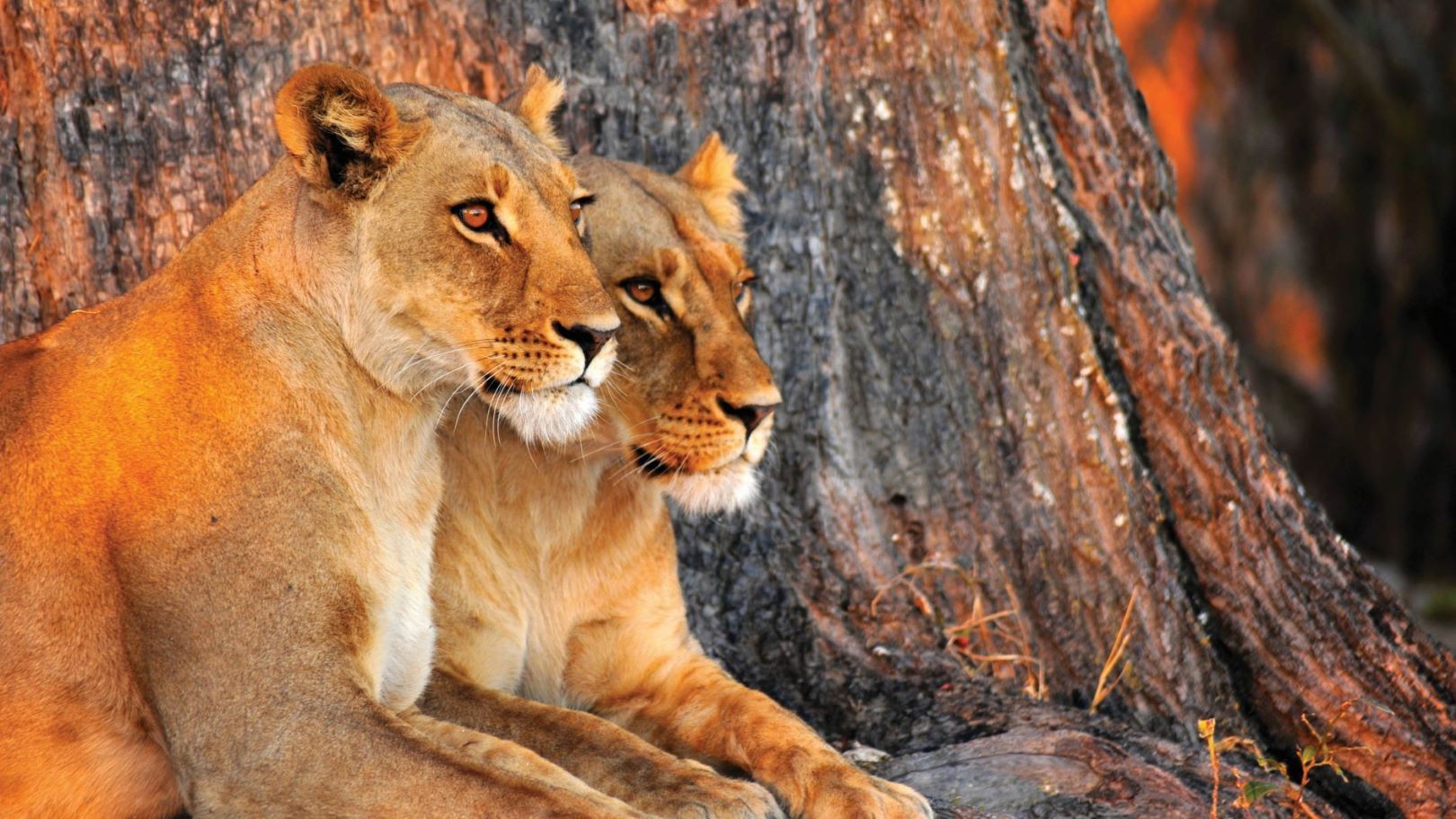 Namibia_Löwen