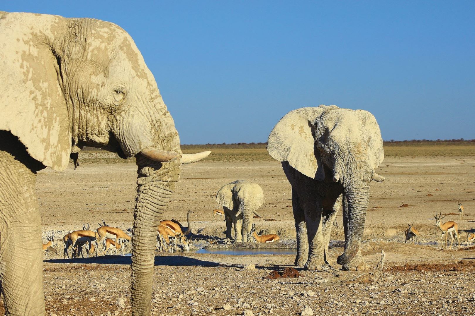 Namibia_Elefanten