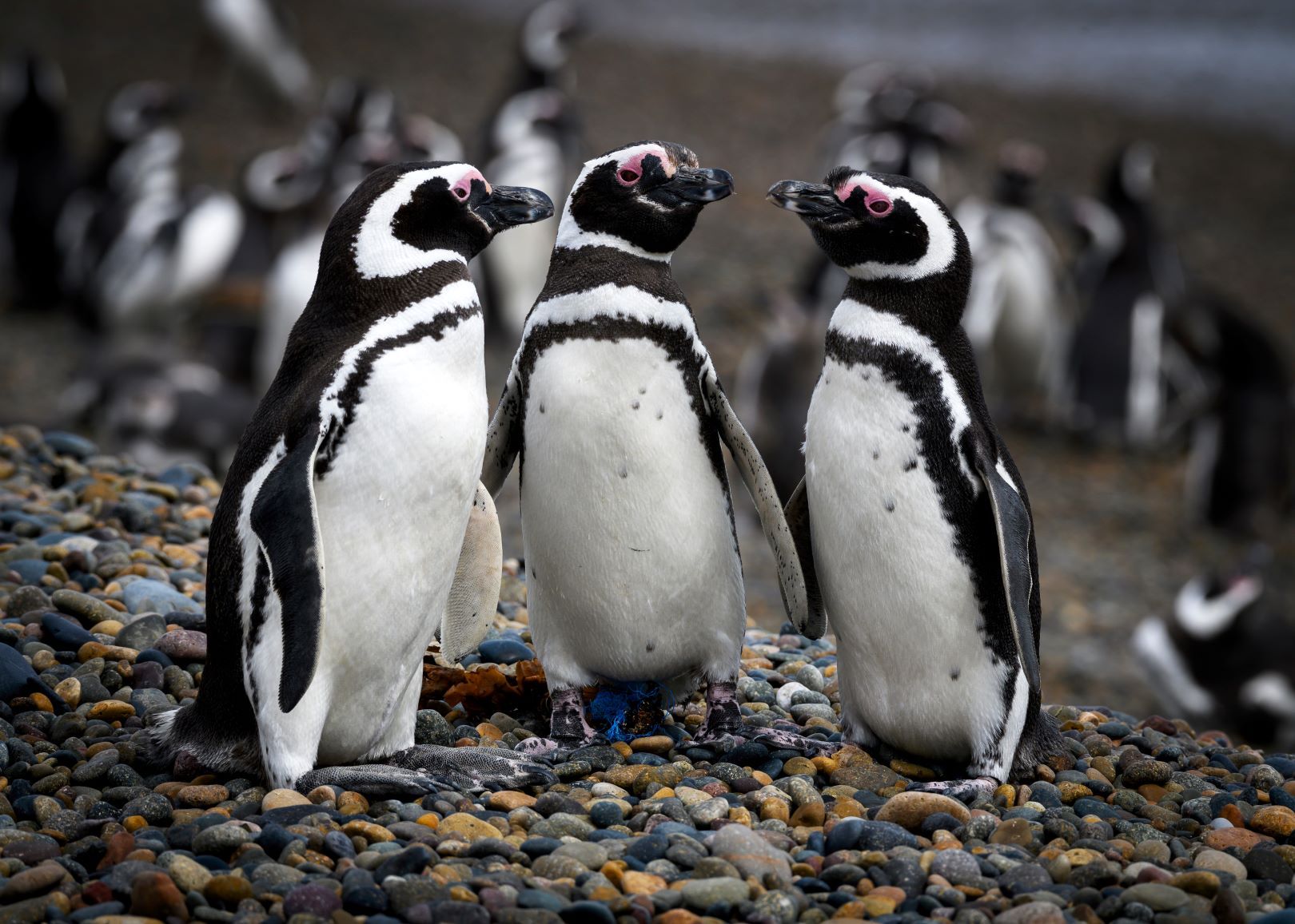 Argentinien_Pinguine