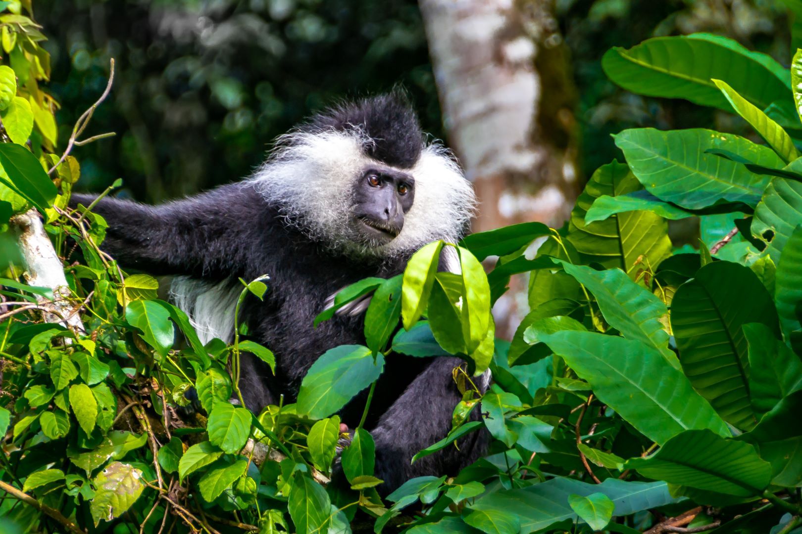 Ruanda_Colobus_Monkey