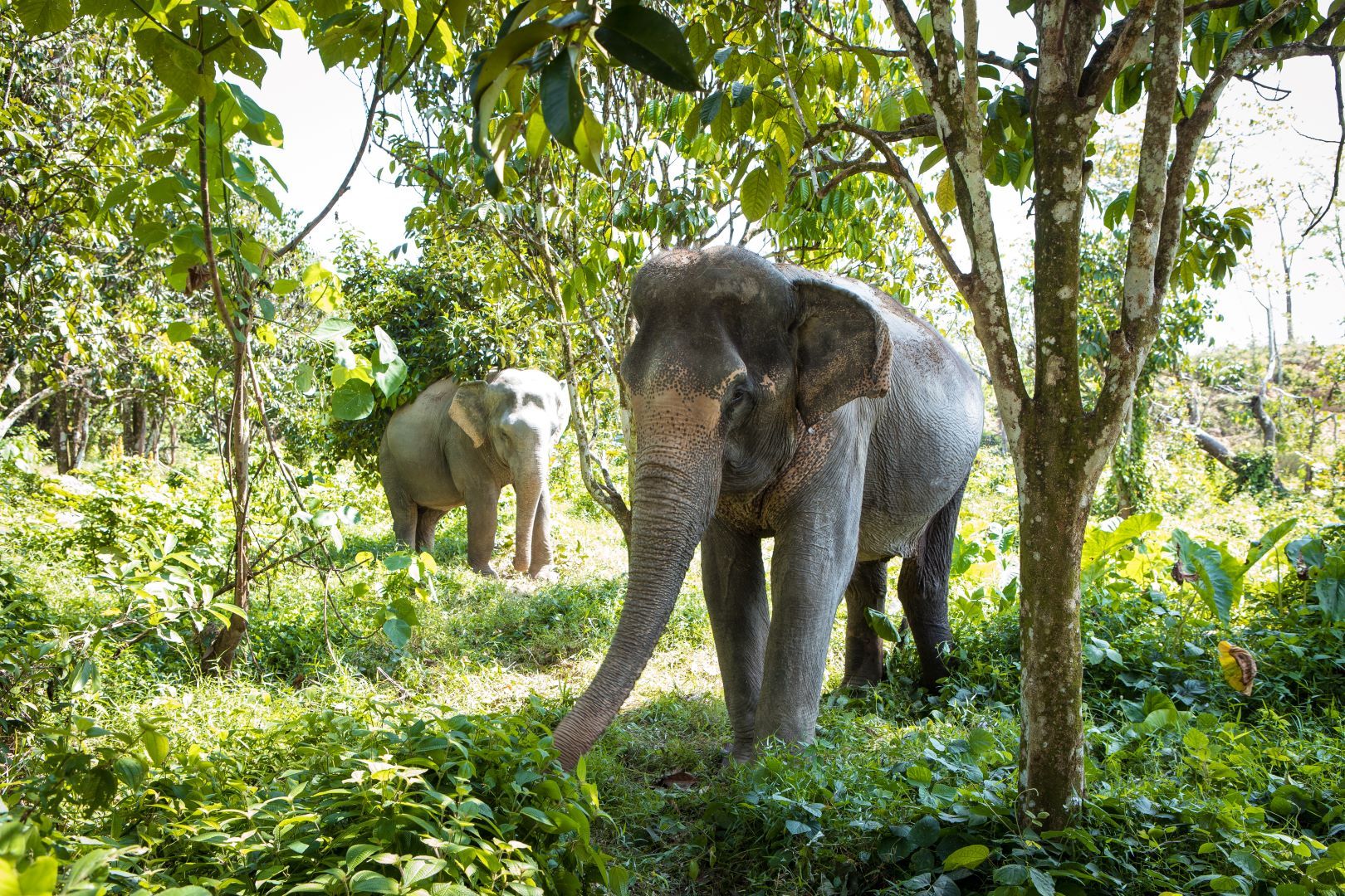 Thailand_Phuket_Elephant_Sanctuary