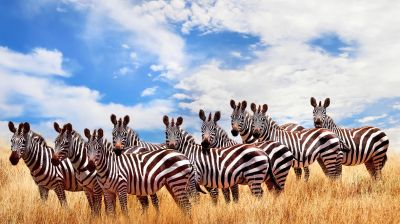 Kenia_Zebras