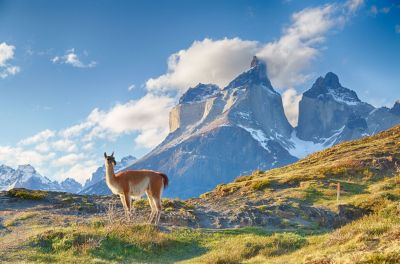 Chile_Lama_in_Patagonien