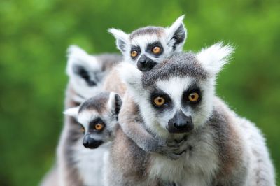 Madagaskar_Katta_Lemuren