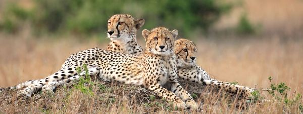Tansania_Geparden