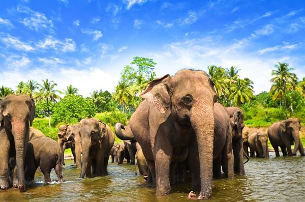 Sri_Lanka_Elefanten_Titel