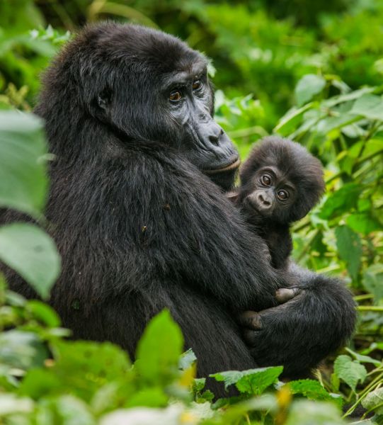 Ruanda_Berggorilla