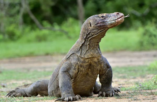 Indonesien_Komodowaran
