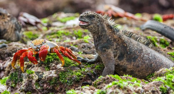 Ecuador_Galapagos_Meerechse