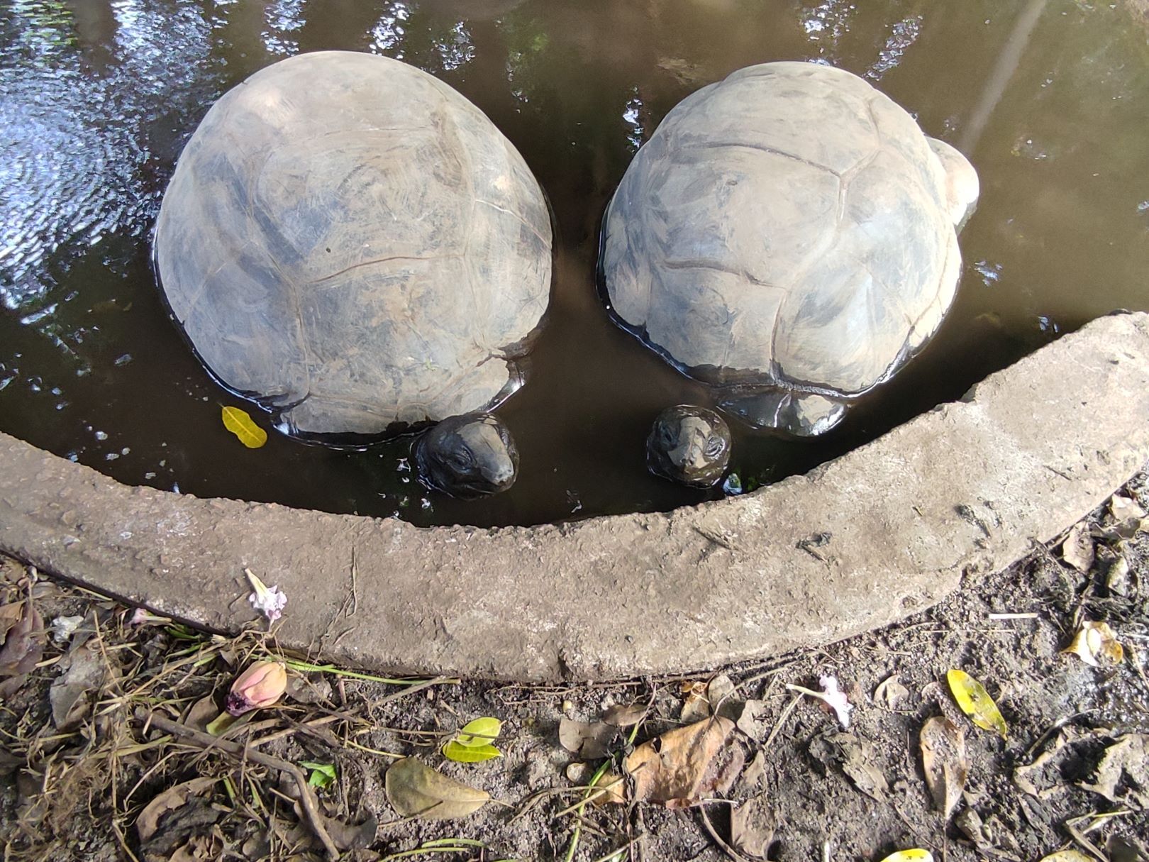 Reisenschildkröten