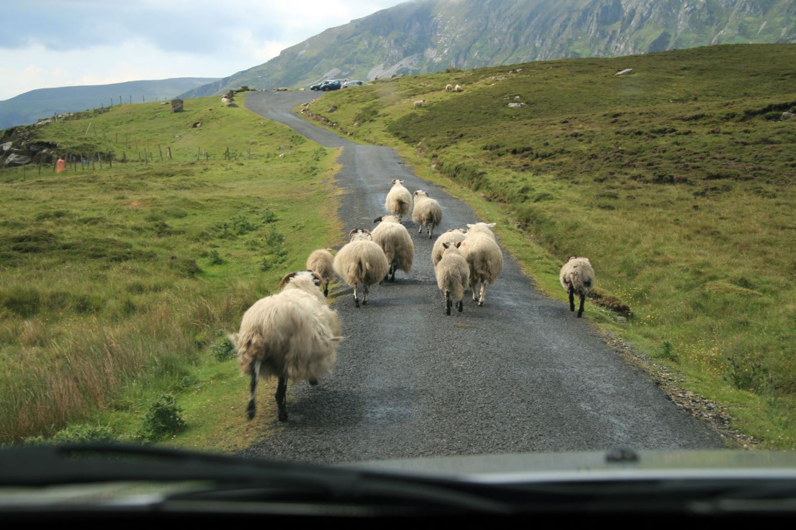 Ring of Kerry Schafe