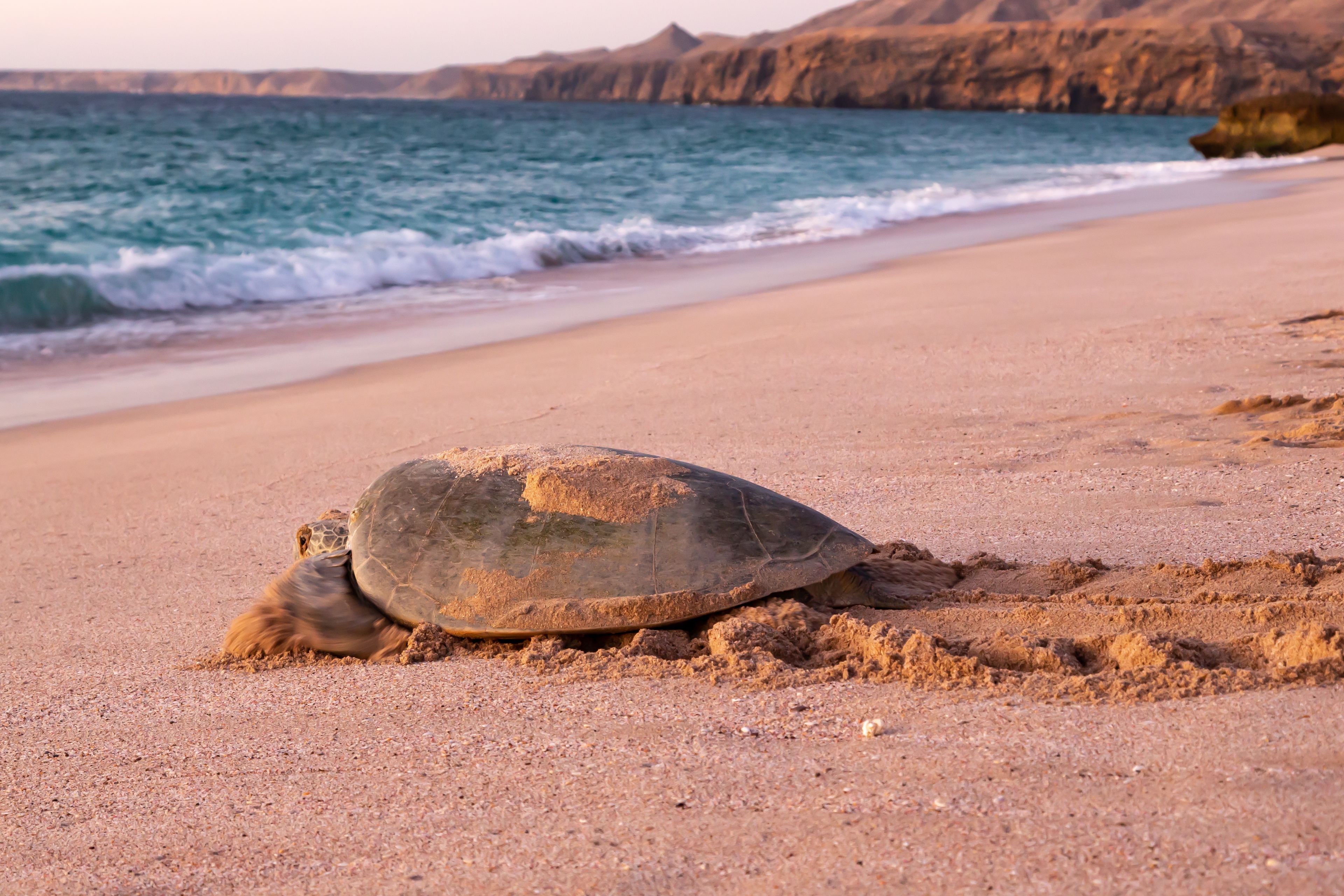 Grüne Meeresschildkröte Chelonia Rückkehr ins Meer bei Morgendämmerung nach Eierlegen am Strand von Ras al Jinz in Oman